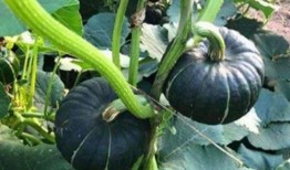 网红吃的小瓜是什么,究竟有何魅力？